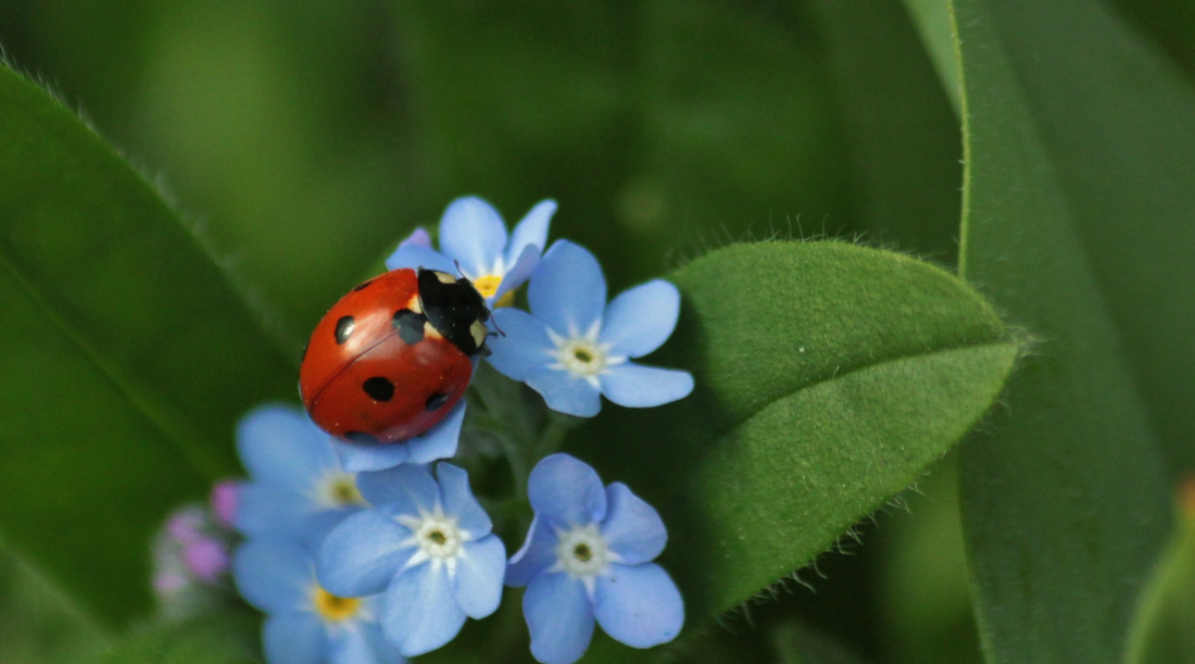 The Catholic Origin of the Name "Ladybug"